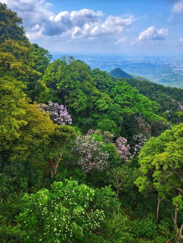 深圳梧桐山杜鵑花廊打卡必試🌸 深圳梧桐山杜鵑花廊打卡必試🌸