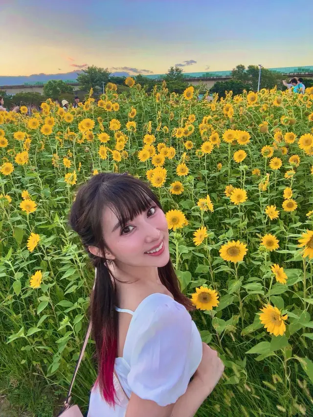 Dajia Riverside Park Flower Sea