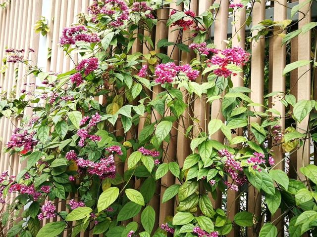 城市綠洲午後悠閒漫步｜坑口文曲里公園