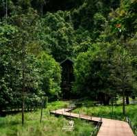 Into The Forest