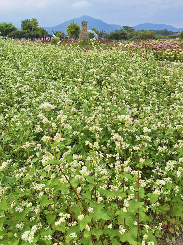 부산근교 지금부터 가야하는 대형 꽃밭🌷🌼