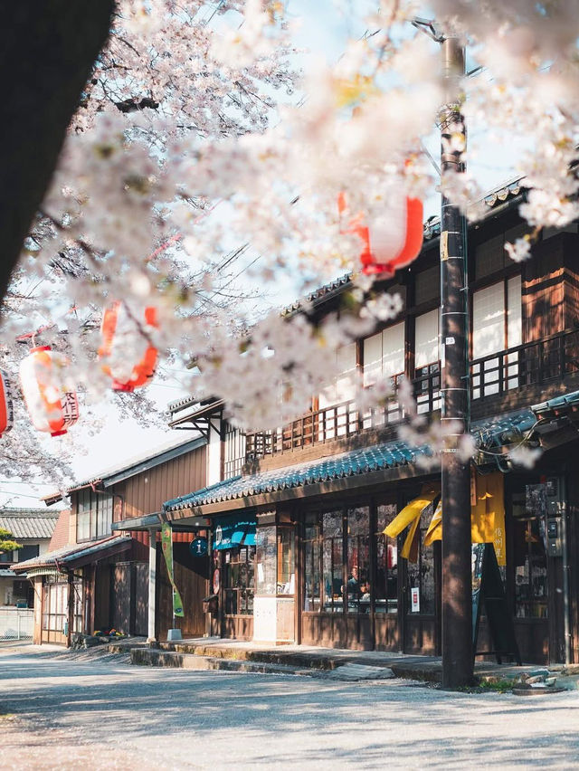  Mesmerized by the Blooming Cherry Blossoms in Kanra Town, Gunma 😍