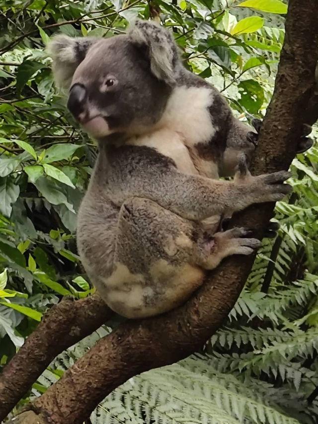 寓教於樂的親子天堂#臺北市立動物園-臺北市文山區