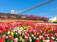 賞花好去處鬱金香田美景🌷🌹