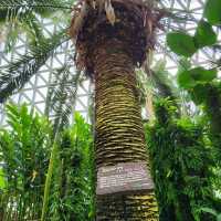 🪩南韓第二外島的玻璃巨蛋植物園&風之熱狗