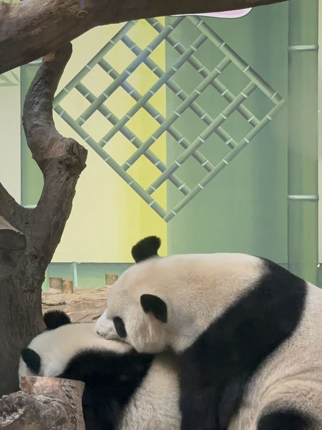 熊貓明星💕妹豬打卡必去🐼  樹熊🐨 近距離接觸長頸鹿🦒 熊貓明星💕妹豬打卡必去🐼  樹熊🐨 近距離接觸長頸鹿🦒