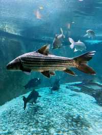 Akuarium Negara, Ampang – A Must-Visit for Marine Enthusiasts