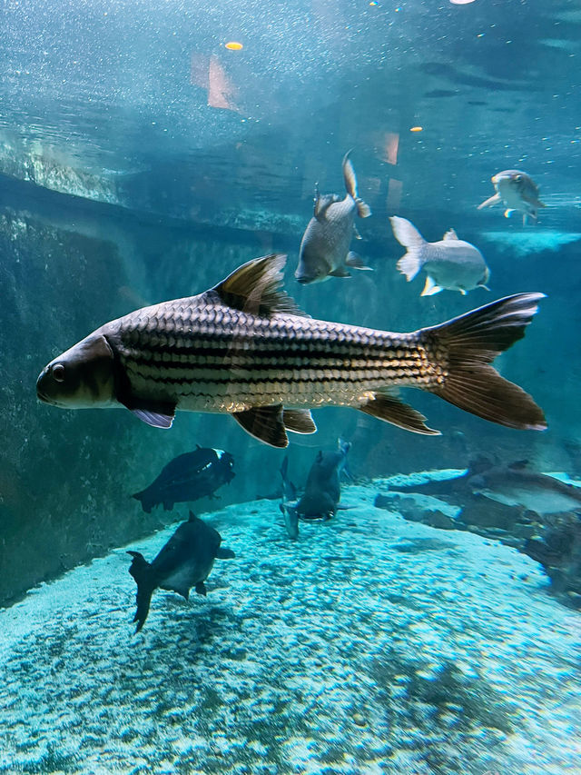 Akuarium Negara, Ampang – A Must-Visit for Marine Enthusiasts