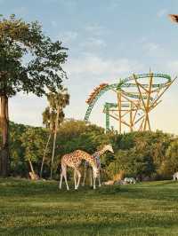 Busch Gardens Tampa Bay