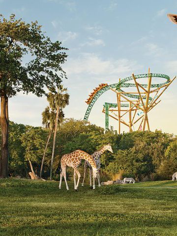 Busch Gardens Tampa Bay