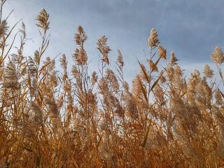 Autumn Whispers by Bosten Lake