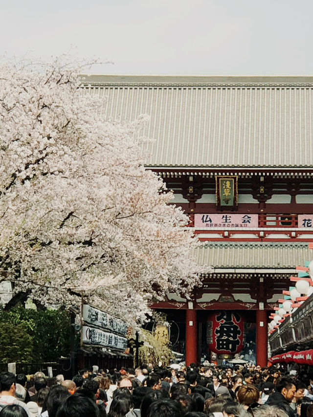  🌸 Sakura Dreams in Tokyo: A Springtime Escape 🌸