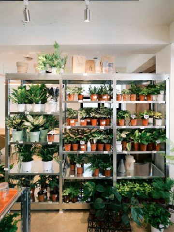 🤎💜망원동 반지하에 생긴 플랜트샵 겸 카페 스포이드