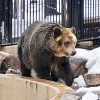 สวนสัตว์อาซาฮิยามะ asahiyama zoo