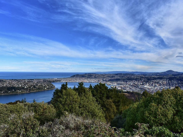 紐西蘭Dunedin必去！信號山瞭望點🚗｜打卡壯麗高原美景＋歷史紀念碑