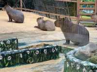 DaNang and Hoi An Magic holiday escape for family✨