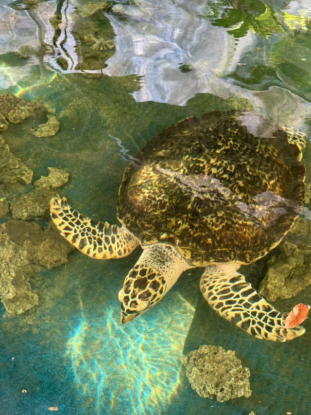 Секретный Океанариум в музее Нячанга