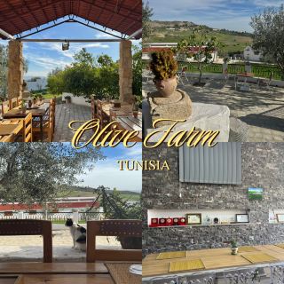 🌿 ไร่มะกอกเบนอิสมาอิล อบอวลไปด้วยกลิ่นหอมของมะกอก 🫒