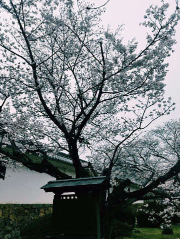 桜がお城を包み込む瞬間、まるで絵画のような姫路城の春。 | Trip.com 姫路