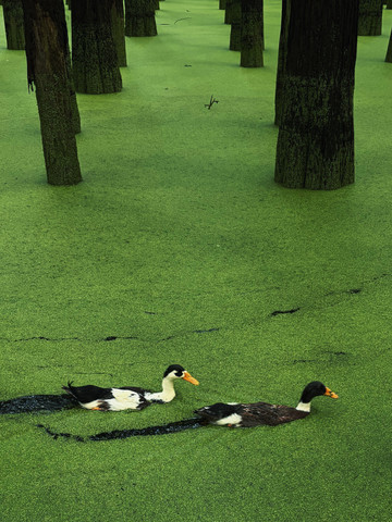MATCHA LAKE, HANGZHOU, CHINA🇨🇳 | Trip.com Hangzhou