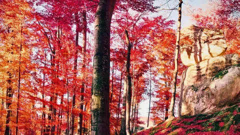 France Pyrenees Ariege Gorges de la Frau Cliff Mossy Forest — traveler post in Ariege