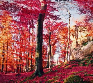  France Pyrenees Ariege Gorges de la Frau Cliff Mossy Forest