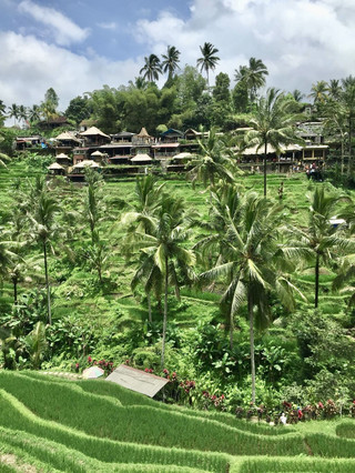 Teras Sawah Tegallalang. Bali, Indonesia 🌾