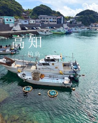 【高知】透明度抜群の海と野生のイルカに出会える「柏島」