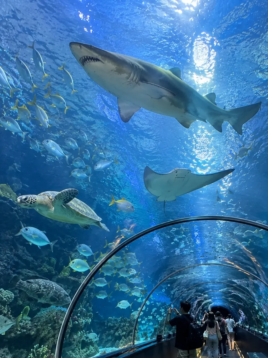 Aquaria KLCC was a nice change after spending so much time walking around Kuala Lumpur in the heat. Once inside, everything becomes darker and quieter, with one aquarium leading into another and plenty of smaller exhibits before reaching the part I was most interested in the long underwater tunnel. Watching sharks and rays pass directly overhead was easily the highlight for me, especially when one suddenly appeared from somewhere I hadn't been looking.

It's not somewhere I'd necessarily dedicate an entire day to, but its location makes it incredibly convenient. You can visit while you're already around KLCC and the Petronas Towers, spend a couple of hours inside, and then continue exploring the area afterwards. I also think it's one of those attractions that works better in person than through photographs. A picture of a shark swimming past is one thing; having it glide directly above your head while you're standing underneath the tank is a completely different experience.

#momentstomovie #thingstodo #kualalumpur #travel2026 