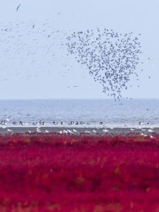 🦩 Red Beach in Early Autumn | Panjin, Liaoning