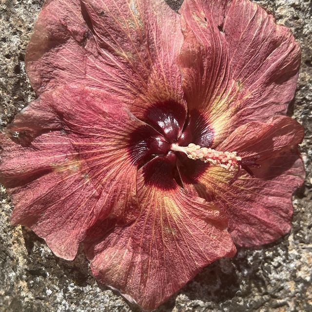 Maui’s rainforest is a botanical wonderland 