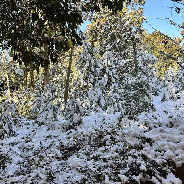 Snowy Kyoto