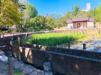 昭和沼公園