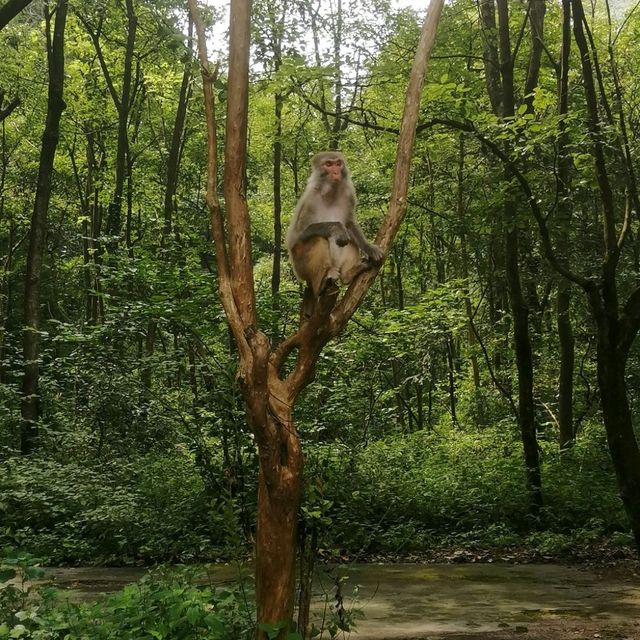 Breathtaking Zhangjiajie 🐒🌿