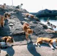 😻 Cat Island Japan ❤️