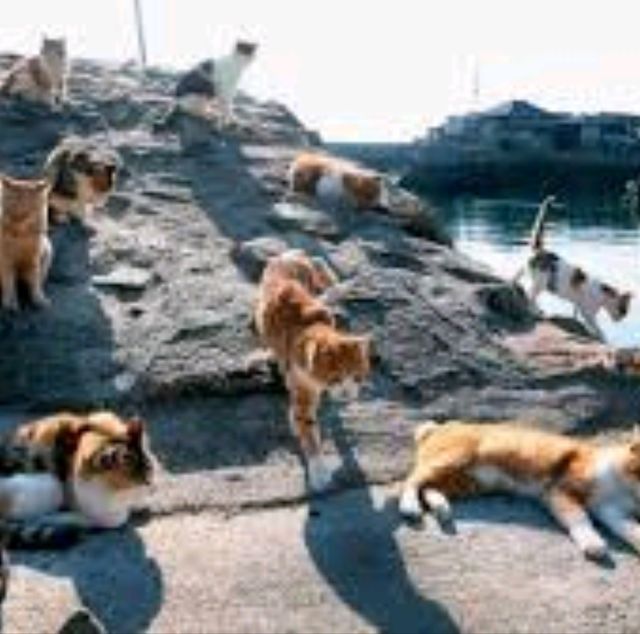 😻 Cat Island Japan ❤️