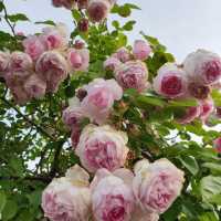 The Beautiful Victoria State Rose Garden 🇦🇺