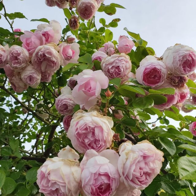 The Beautiful Victoria State Rose Garden 🇦🇺