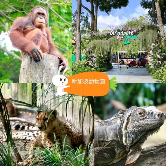 🦁新加坡動物園Singapore Zoo🐯大人小孩滿足的一天✨️