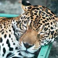 🦚天王寺動物園🦨巿中心欣賞200 多種動物不是夢🦓