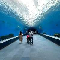 🐋横濱八景島海島樂園🦭島上的水族館和機動遊戲
