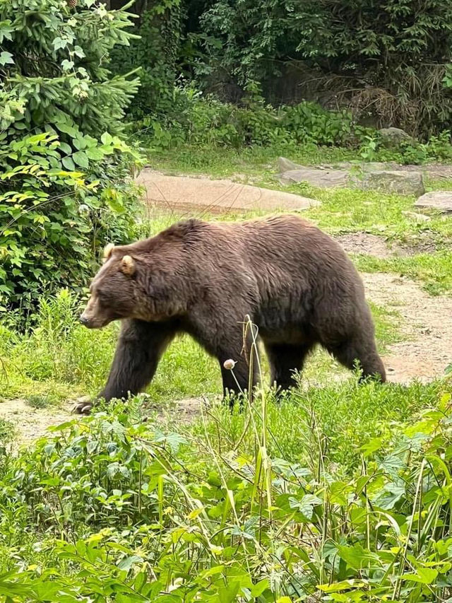 Bronx Zoo 🇺🇸