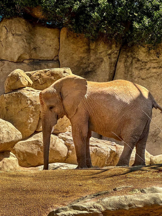 Bioparc Valencia - Spain