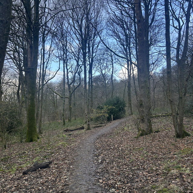 Winter in the woods 