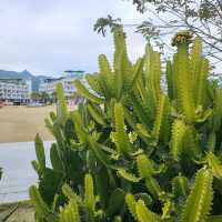 🌴🌊 Escape to Paradise at Dameisha Beach, Shenzhen! 🇨🇳
