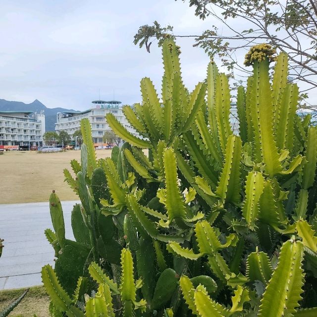 🌴🌊 Escape to Paradise at Dameisha Beach, Shenzhen! 🇨🇳
