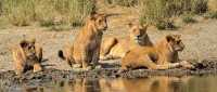 Embarking on a seven-day safari in Tanzania