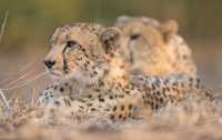 Malilangwe Wildlife Reserve Safari Special –  US$2,184pp 