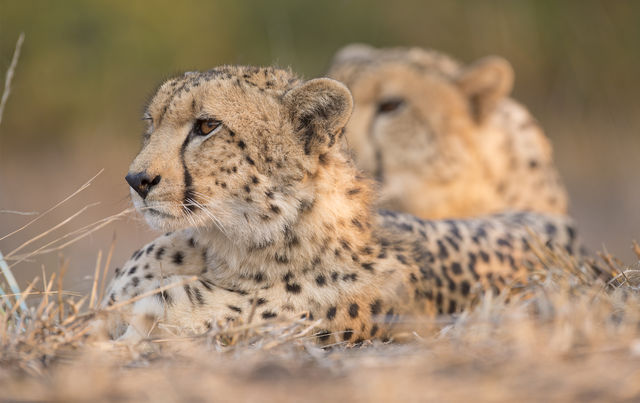 Malilangwe Wildlife Reserve Safari Special –  US$2,184pp 