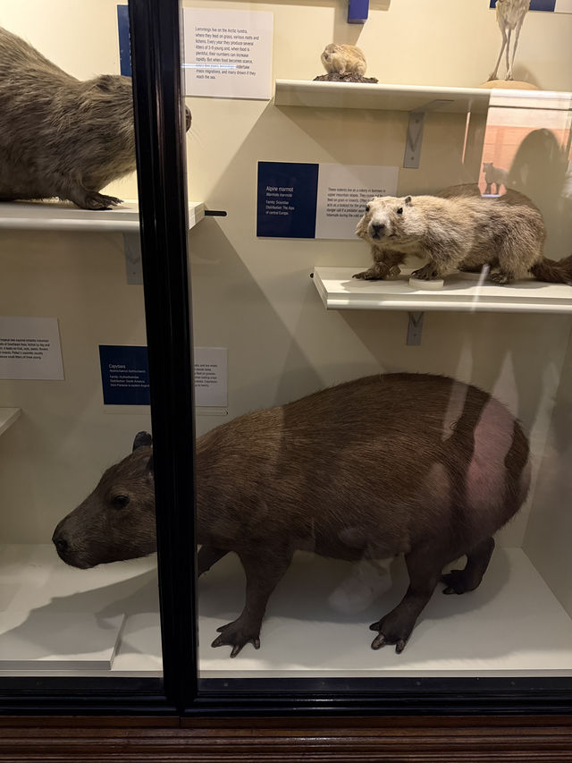 National History Museum Guide 🇬🇧